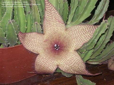 I am wondering if anyone has had any luck growing them here (zone 9), and if so, which types? PlantFiles Pictures: Ceropegia Species, Carrion Plant ...