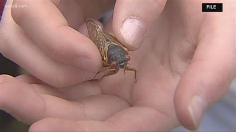 Share all sharing options for: 17 year cicada Maryland, Brood X cicadas 2021 map | wtol.com