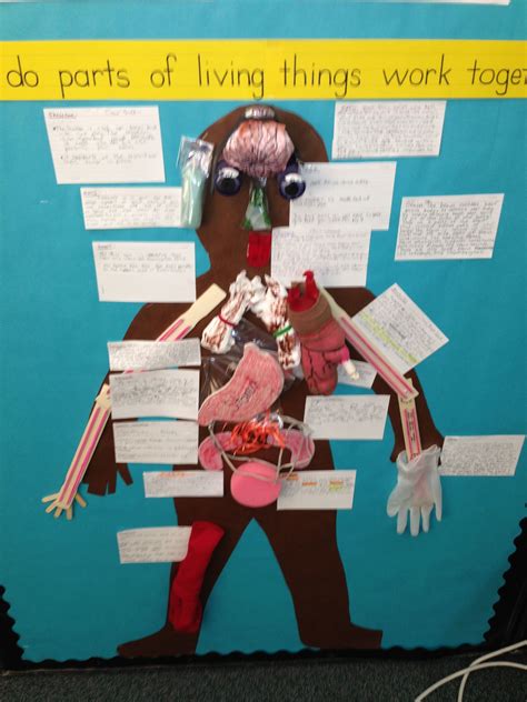 The human body is made up of many interacting systems! 5th grade life science human body model organs | Science ...