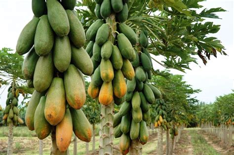 Baixe e use 4,000+ vídeos profissionais de mamão de fruta gratuitamente. Mamão Anão Para Vasos - Fruta - Frutas Sementes Para Mudas ...