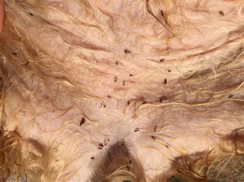 Cats get lice from other cats who have lice. Flea Collar for Dogs: The Vet's Buying Guide for Pet Owners