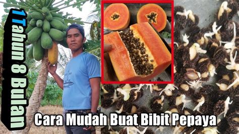 Kue ini berbentuk bulat seperti roda dan juga. Cara Mudah Buat Bibit Pepaya !! Dari Buah sampai Kecambah ...