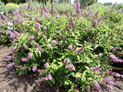 This compact shrub is generally low maintenance and blooms in the summer. Flutterby Petite Tutti Fruitti Pink Butterfly Bush ...