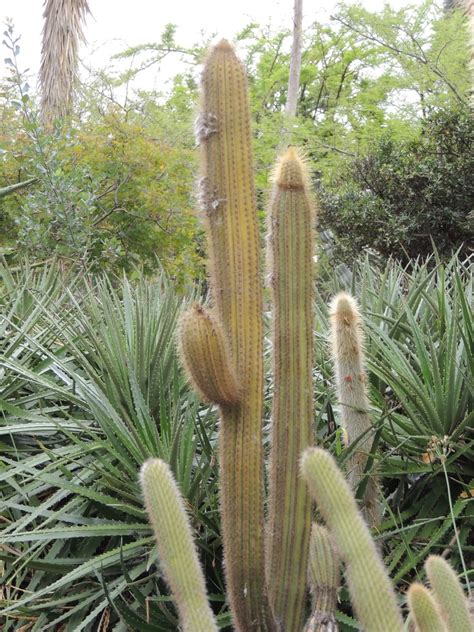 Fishbone cactus propagation and care. PlantFiles Pictures: Pilosocereus (Pilosocereus ...