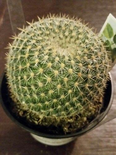 Brady's hedgehog cactus, brady's pediocactus, brady's pincushion cactus, brady plains cactus, marble canyon cactus. Golden Pincushion Cactus/ Mammillaria Calsiana | Plant ...