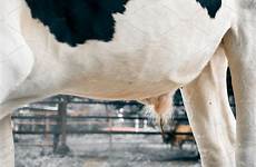 pene mucca testis testicolo agricoltura landbouw testikel koe stier
