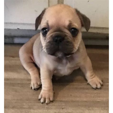 We raise top quality,100% health guarantee puppies. Micro French bulldog Lilac puppies for Sale in Irvine ...