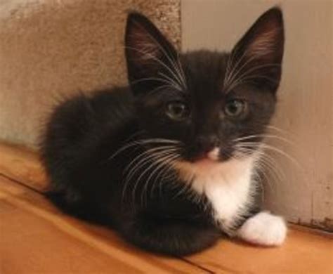 Tuxedo cats aren't a single breed, but a coloration appearing in many different cat breeds. Creative Tuxedo Cat Names (Female and Male) | PetHelpful