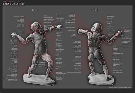 Male human anatomy vector diagram. $47.97 DVD-Sculpting The Ecorche Male Figure