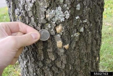 Overwintering eggs hatch when host trees produce new leaves, from late march to late may, depending on the climatic situation. Gypsy Moth