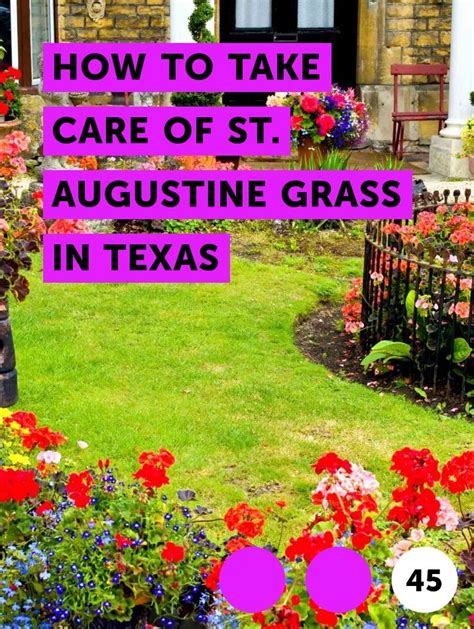 The day of installation, enough water should be applied to penetrate the sod and two inches of native soil. Learn How to Take Care of St. Augustine Grass in Texas ...