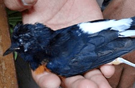 Cucak ijo merupakan burung yang sangat di gemari oleh pecinta burung. Cara Merawat Cucak Ijo Sakit Mata - Terkait Mata