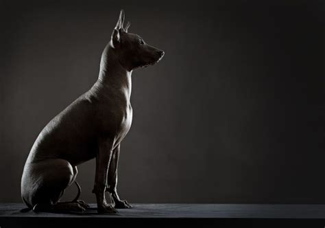 Последние твиты от marcos almada (@xoloscuintle). Beautiful Mexican Xoloitzcuintli | Xoloitzcuintli