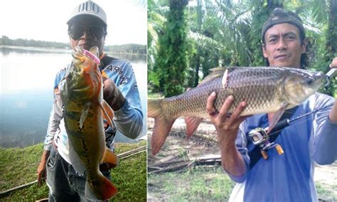 Mohd adnan salleh 17 views10 months ago. Trip Trobek - Misi Punggah Peacock Bass - Umpan