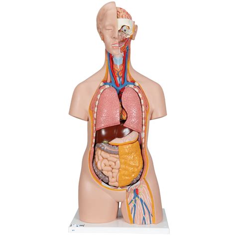 Our bobbitt torso features a realistic depiction of superficial musculature and 12 removable parts, including the head and a sagittal section of the brain. Human Torso Model | Life-Size Torso Model | Anatomical ...