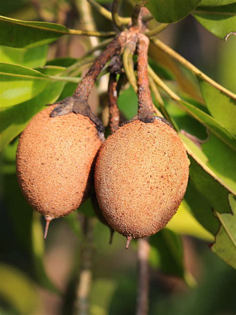 We did not find results for: Sapodilla Fruit Tree (manilkara zapota) - Urban Tropicals