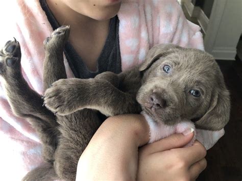 Puppies for sale & upcoming litters click here for customer reviews silver dollar labs reserves the right of first pick, either gender, of any. Silver Lab Retriever Puppies for Sale in 2020 | Newborn ...