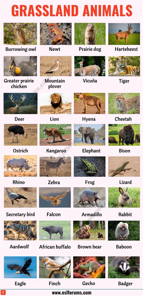 Grasslands are areas where the vegetation is dominated by grasses (poaceae). Grassland Animals: List of 80+ Grassland Animals in English with ESL Pictures - ESL Forums