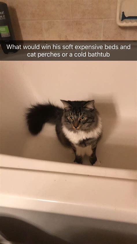 The best bathtub memes and images of may 2021. Insider tip: bathtub always wins | Cat makeup halloween ...