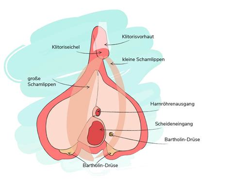 In der regel verschwinden pickel an der schamlippe nach spätestens einer woche wieder. Die weiblichen Geschlechtsorgane einfach erklärt | Pille ...