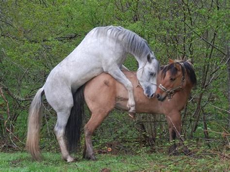 Hd 08:00 la jeune femme perverse baise avec sa mère 30907 vues. Légères pertes blanches uen semaine après saillie - 1 ...