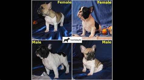 Welcome, and thank you for visiting harmony bulldogs, llc. French Bulldog puppy for Sale in Atlanta GA, French ...