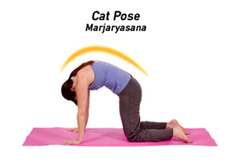 As you inhale and move into cow pose, lift your sit bones upward, press your chest forward. How to Do Cat-Cow Pose in Yoga
