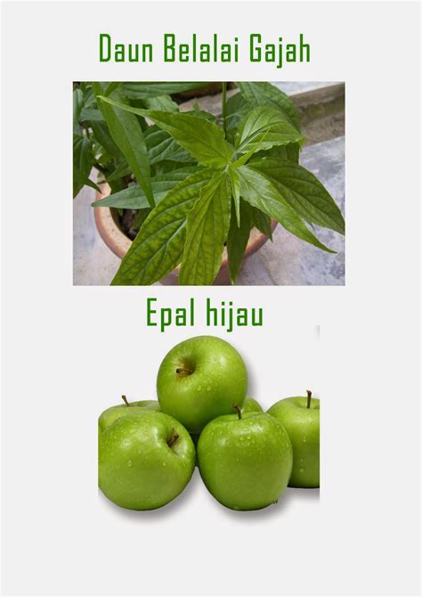 | herba digunakan secara meluas dalam masakan, kesihatan dan kecantikan sejak dahulu lagi dan terus. Syukur aku begini: Daun belalai gajah dan epal hijau ...