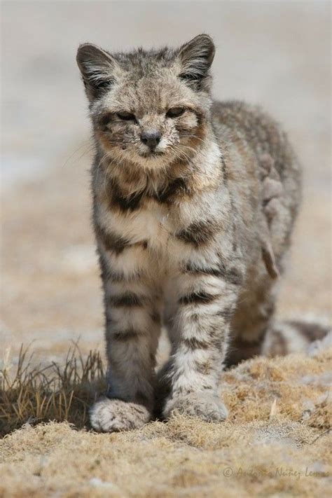 The iucn red list of threatened species: Andean Mountain Cat (Leopardus jacobita) - Endangered ...