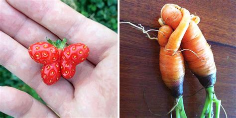 Whether you're browsing a specialty grocery store or planning a trip. 22 Unusually-Shaped Fruits And Vegetables That Look Like ...