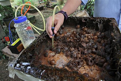 Discover the hidden secrets of world best honey with us. Fake Honey In Malaysia: Tests Show That Consumers May Have ...