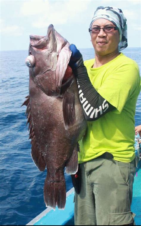 MALAYSIAN FISH HUNTER: Kenali Ikan Kerapu (Grouper)