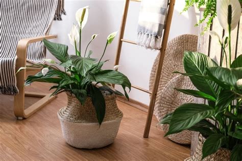 Horticultural grade vermiculite soil amendment. How to Keep a Peace Lily Alive - The Practical Planter