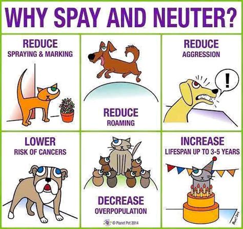 1spaying is an important procedure every pet owner should consider. No Cost Spay/Neuter Services | Fort Bend County, TX ...