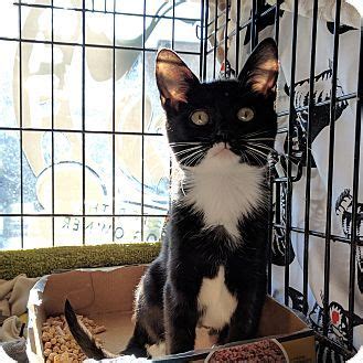 Dog / pet adoption philadelphia : Philadelphia, PA - Domestic Shorthair. Meet Tinker Bell, a ...