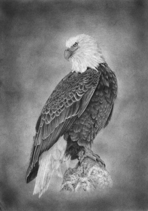 Coloring is a fun way to develop your creativity, your concentration and motor skills while forgetting daily stress. Eagle Art Print | Eagle art, Pencil drawings of animals, Eagle