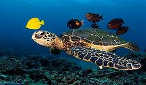 But tsitsipas screams other things: Emergency Call to Save Caretta Caretta | GreekReporter.com