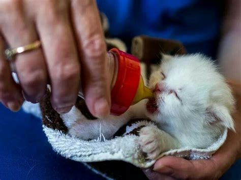 The reason is that you cannot find the purest milk from anywhere other than mother's milk. Bottle | Feeding kittens, Animals, Kitten