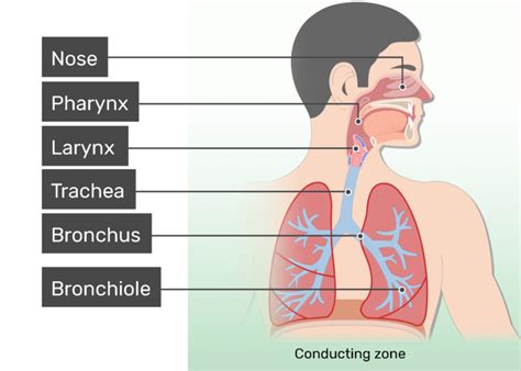 The uterus is a muscular female organ located in the pelvis. Lungs clipart bronchi, Lungs bronchi Transparent FREE for ...