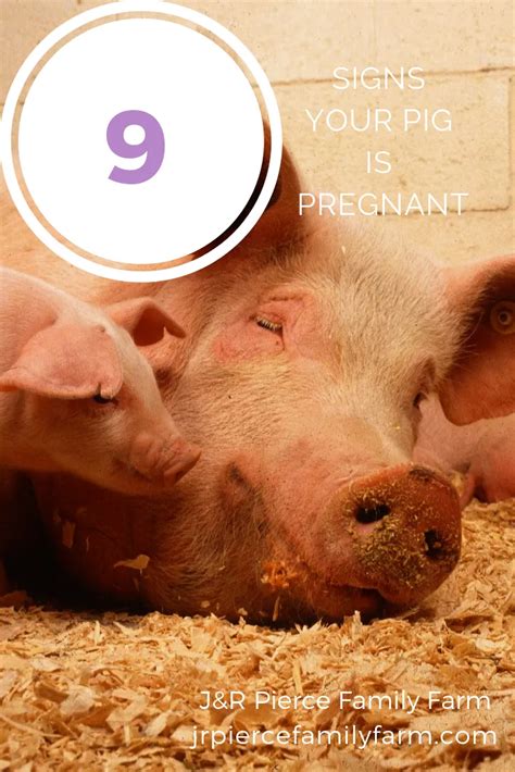 Both of these things have been shown to improve weight gain. Signs Your Pig Is Pregnant | Pig, Pregnant, Raising pigs