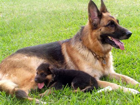 Brown female + white male anatolian shepherd and pyrenees cross 8 weeks old with first shots. American German Shepherd Puppies For Sale | PETSIDI