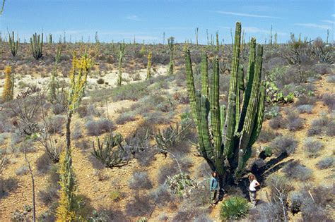Maybe you would like to learn more about one of these? Baja California, Mexico travel photos — Hey Brian?