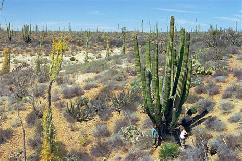 Maybe you would like to learn more about one of these? Baja California, Mexico travel photos — Hey Brian?