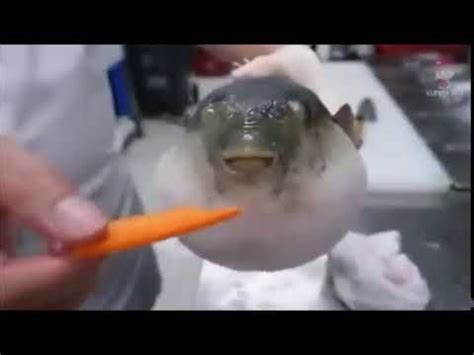 In fact, the all fish diet that we see so often depicted in cat cartoons or cat memes may not even be healthy for our kitties. Pufferfish moan | Puffer fish, Eating carrots, Eating meme