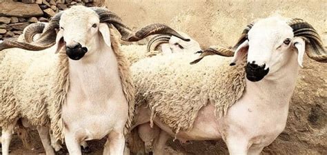 تفسير حلم نزول دم من الانف للعزباء. تفسير الاحلام والرؤى | الصفحة 13 من 122 مجانًا | مقال