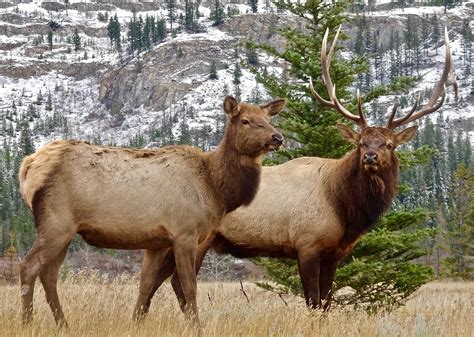 I have no idea where this argument comes from to. Shaman's Way: Long Snows Moon and its guardian Elk