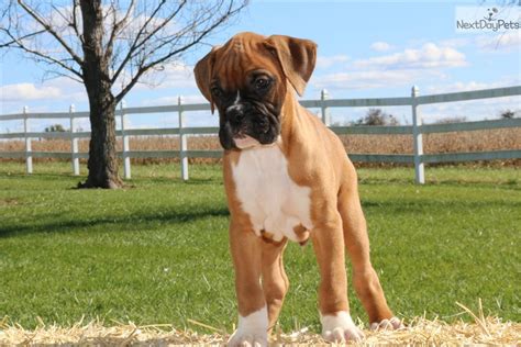 Puppyfinder.com is your source for finding an ideal boxer puppy for sale in usa. Teddy: Boxer puppy for sale near Kansas City, Missouri. | de71d9de-fd91