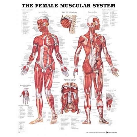 Muscle charts female muscle mini. Female Muscular System Anatomy Poster | Anatomical Chart ...