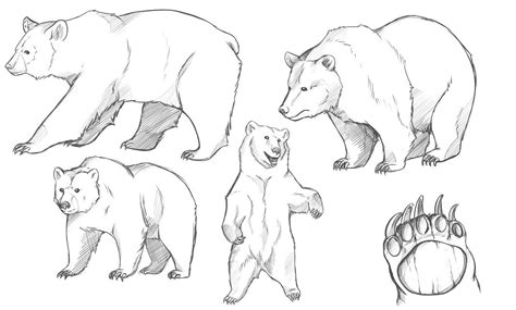 1) draw a rectangle that will define the conditional proportions and boundaries of the chosen drawing. Grizzly bear Drawing Reference and Sketches for Artists