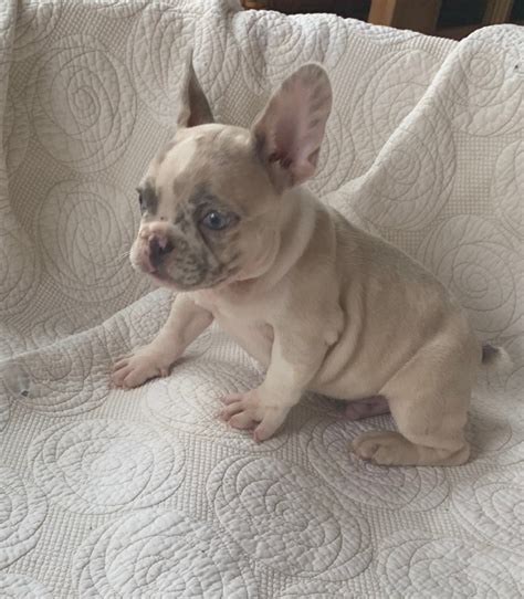 Just look at that sweet little baby face! SOLD-Oscar Lilac Merle French Bulldog Male - The French ...